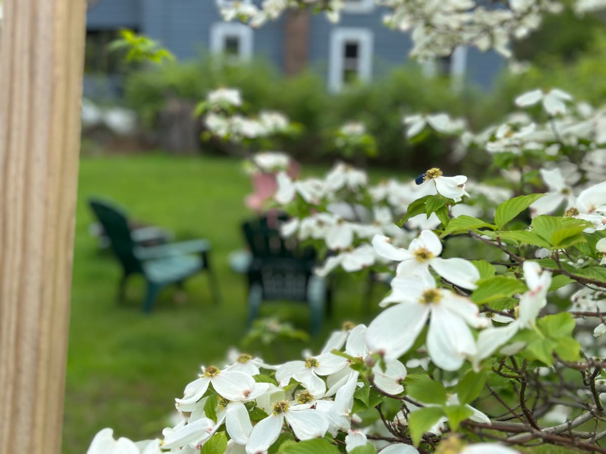 A view of a lush green backyard is framed by blooming white dogwood flowers. In the distance, a seating arrangement composed of dark green chairs is visible, inviting relaxation amidst the natural setting.