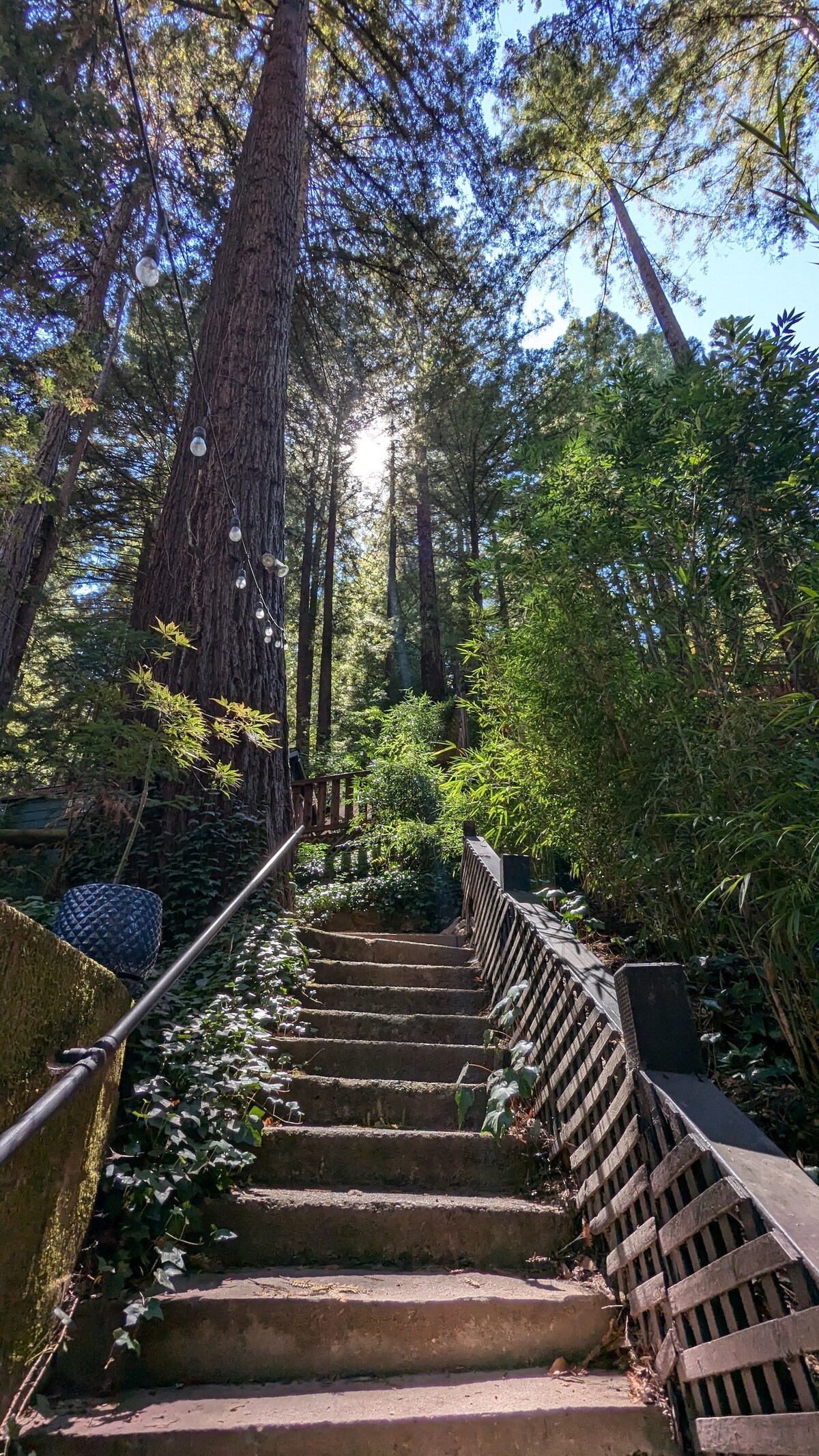 A set of stone steps leads upward through a lush landscape of towering redwood trees. Sunlight filters through the canopy, illuminating green foliage and creating a serene atmosphere. A wooden railing adds structure alongside the path, enhancing the natural setting.