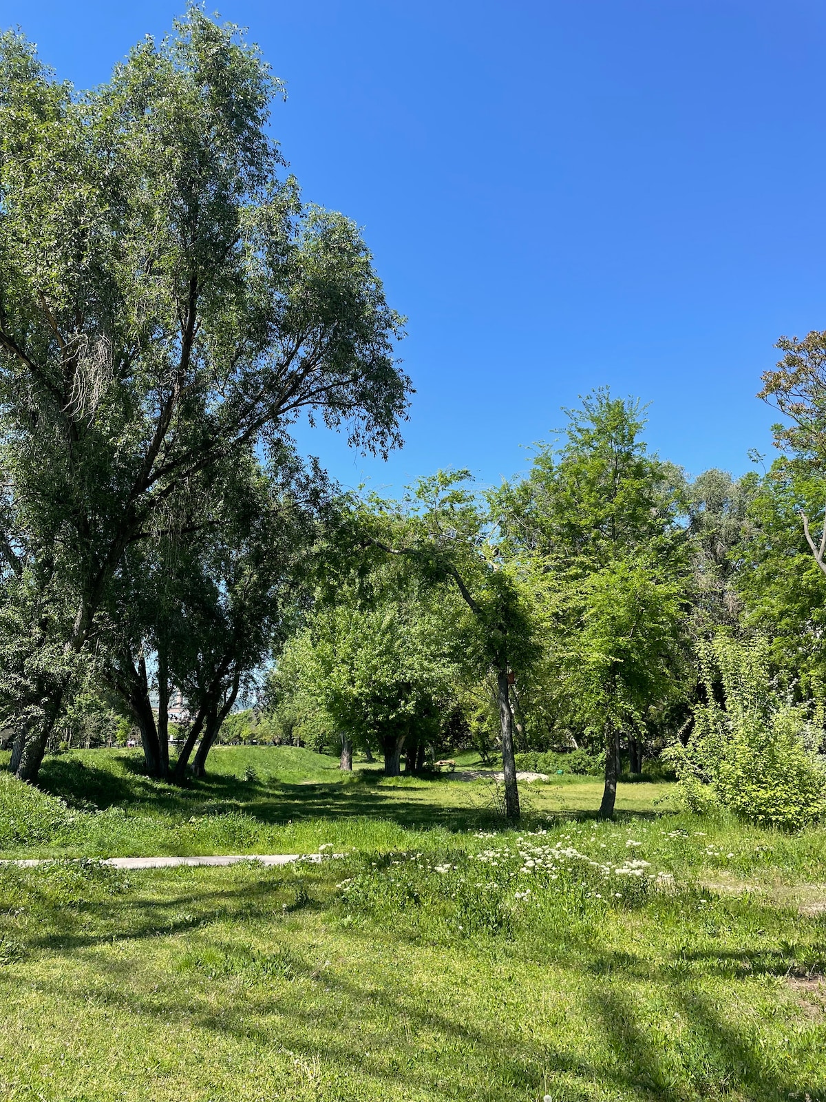 A serene outdoor space is presented, featuring tall trees and lush greenery under a clear blue sky. The ground is covered with a mix of grass and small white flowers, creating a peaceful environment for relaxation and connection with nature.