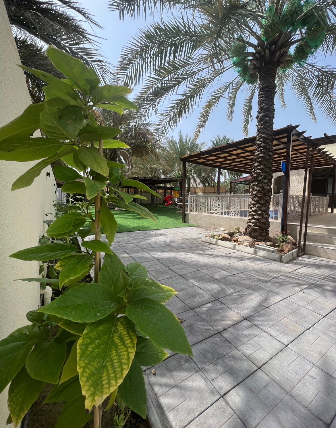 A pathway lined with lush green foliage leads to a shaded outdoor seating area. Tall palm trees provide a natural canopy over the space, revealing a grassy area and a decorative wooden pergola in the background.