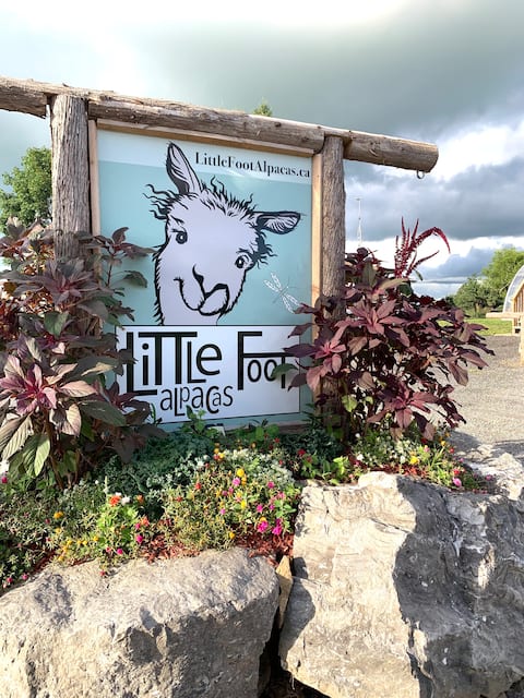 Alpaca Farm stay & Complimentary Alpaca Adventure