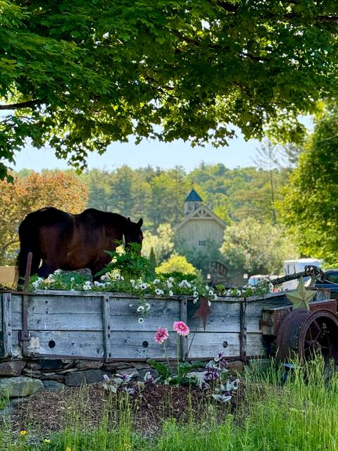 Luxury stay at horse sanctuary