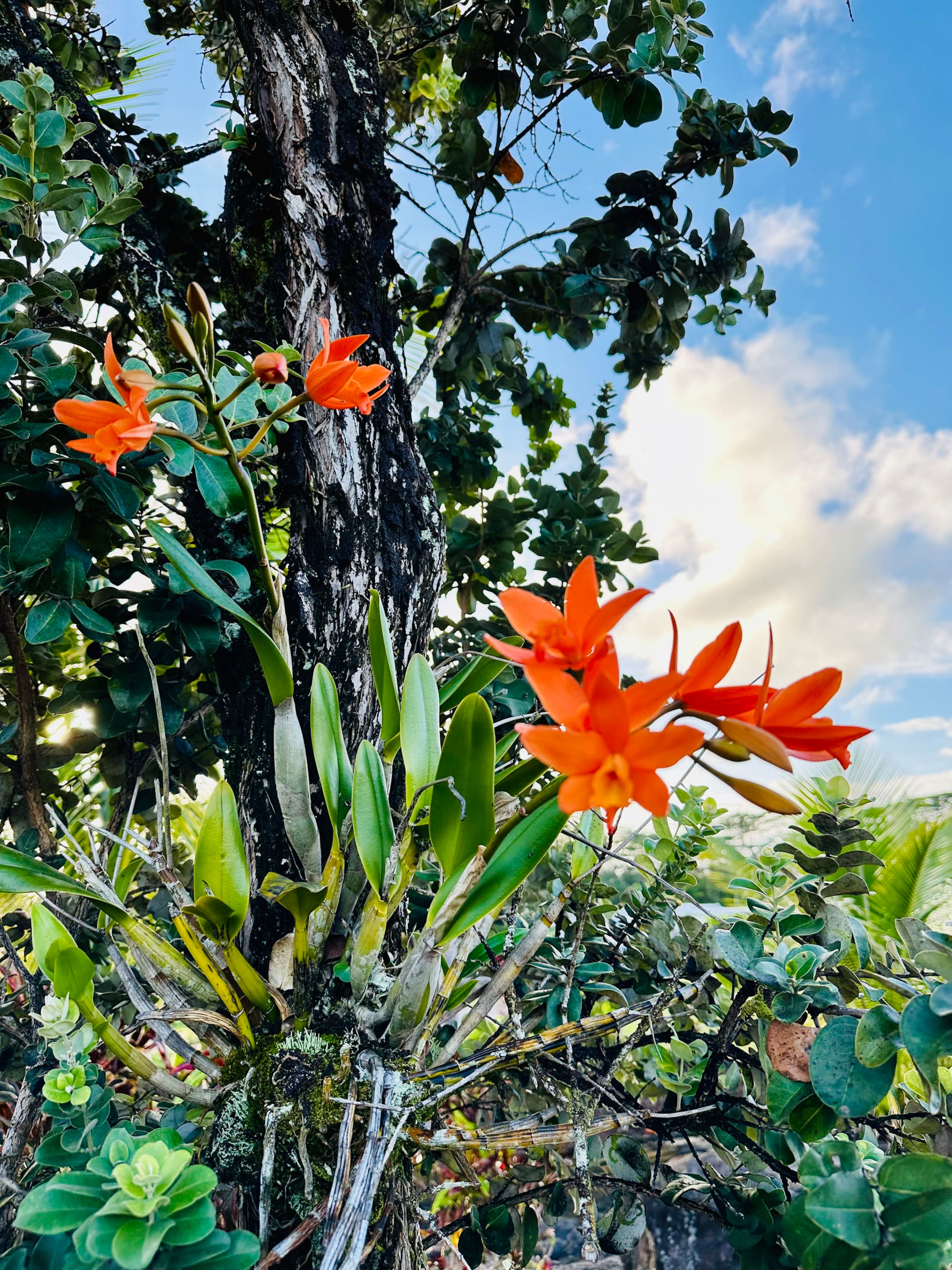 Home in Keaau · ★5.0 · 3 bedrooms · 4 beds · 2 private baths - Photo 50