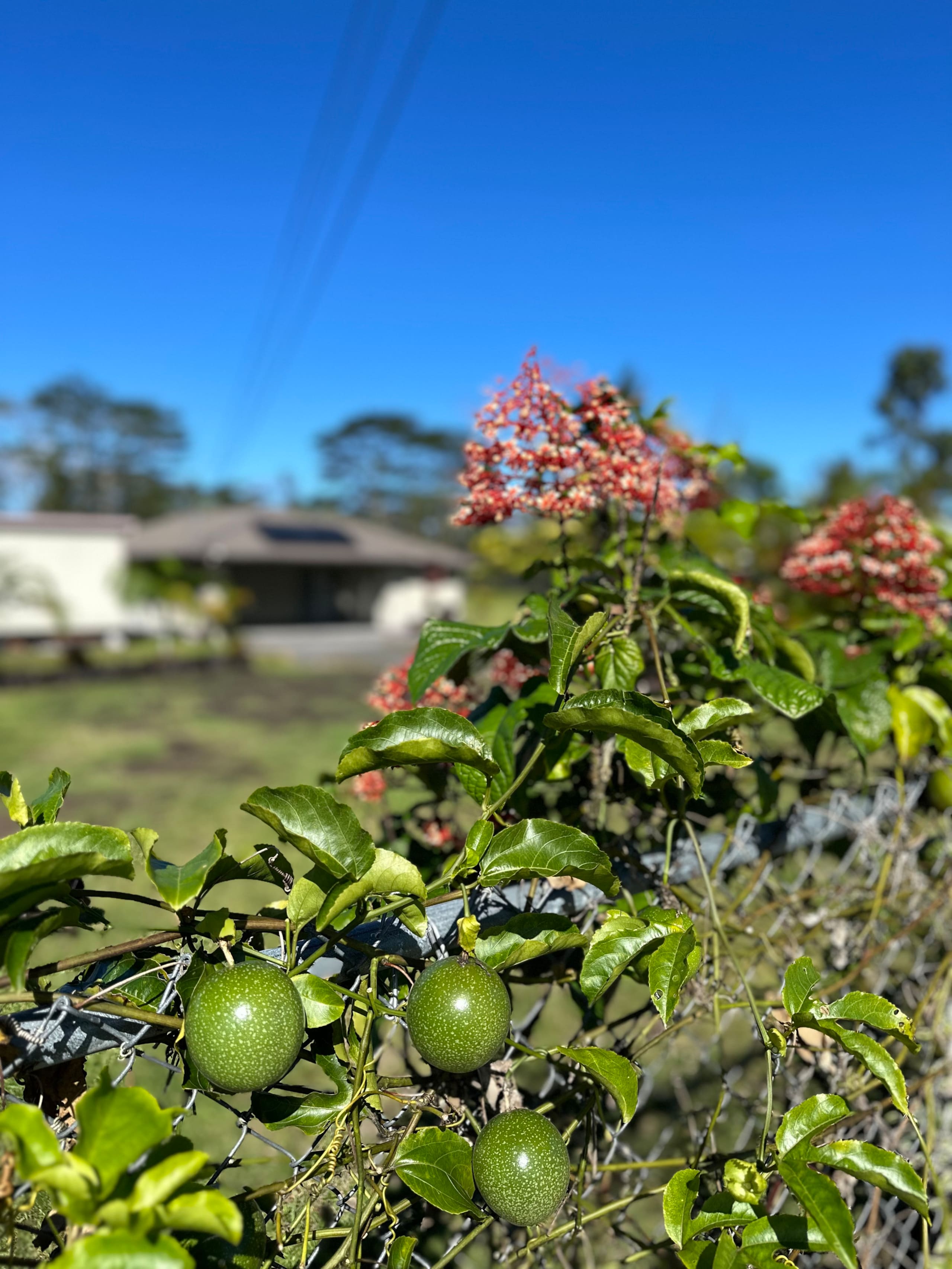 Home in Keaau · ★5.0 · 3 bedrooms · 4 beds · 2 private baths - Photo 39