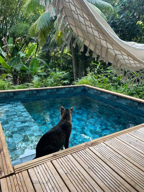 Jungle kaz, private pool