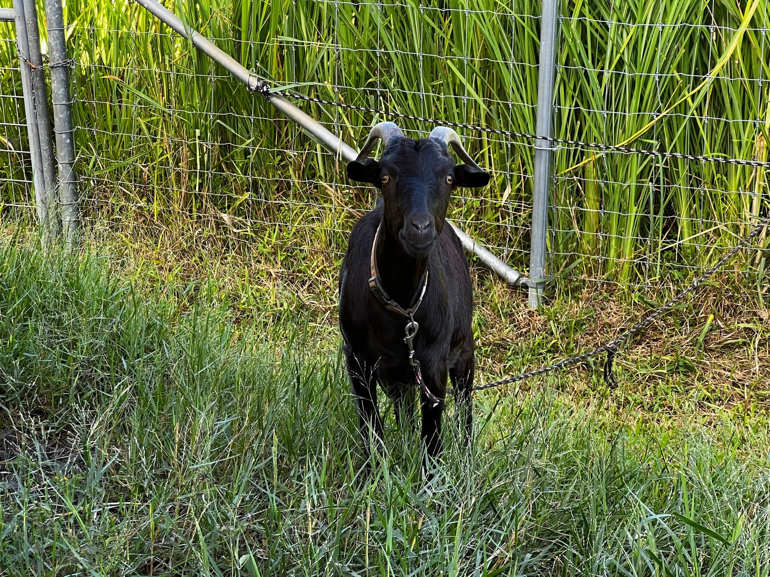 Ninole Sunrise Farm - Photo 13