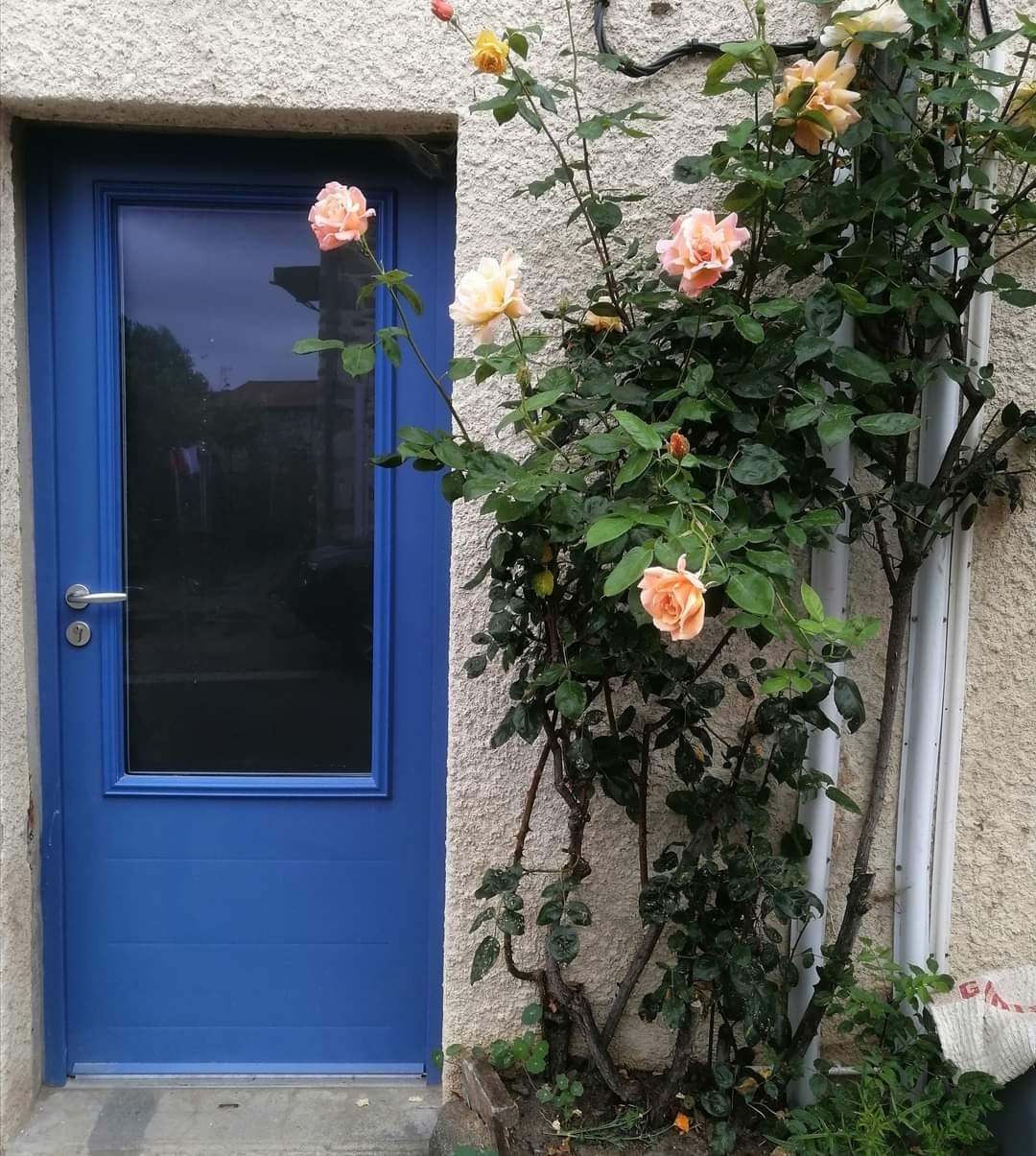 A charming blue door is framed by flowering rose bushes, showcasing soft orange and pink blooms. The texture of the wall contrasts with the greenery, creating a welcoming entrance to the home.