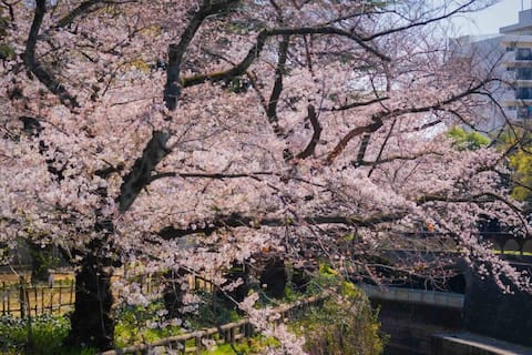 Japanese style house enjoying Japanese culture and Japanese art/Ikebukuro area/Up to 9 people/3 bedrooms/73 ㎡/Convenience store 1 min