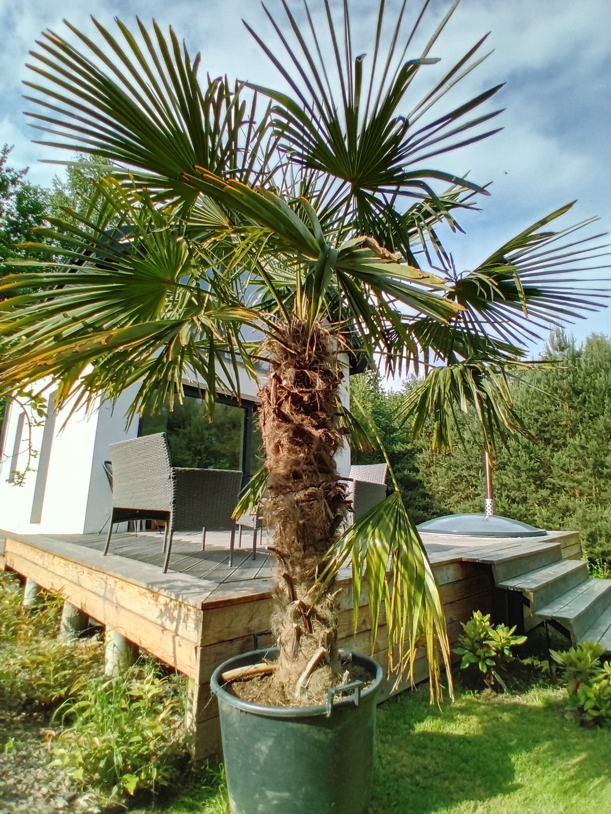 A potted palm tree stands prominently in front of a spacious wooden terrace. The lush, fan-shaped fronds create a vibrant green contrast against the light-colored structure in the background. Steps lead from the terrace to the garden, which features various small plants.