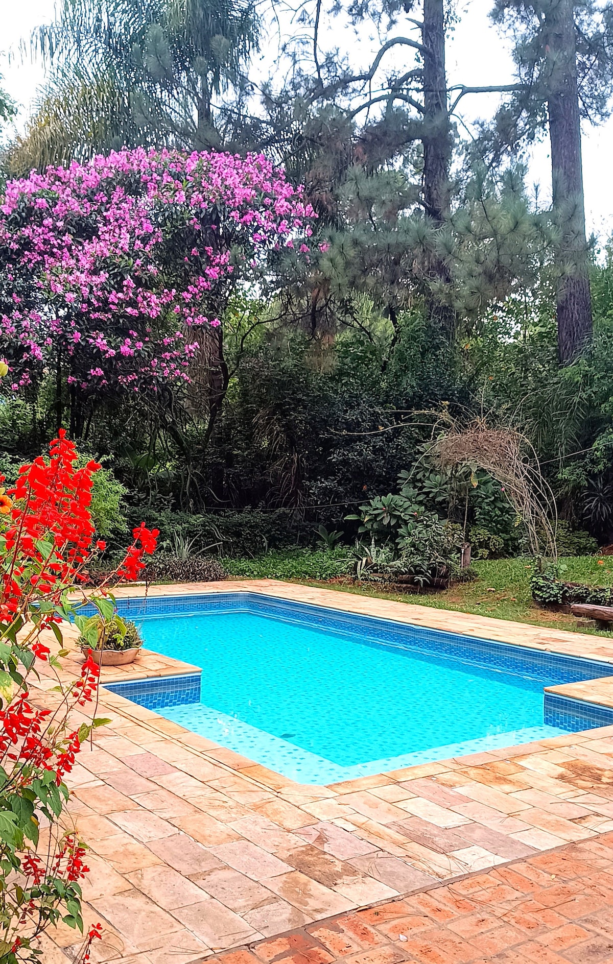 A serene swimming pool is framed by a patio featuring warm-colored tiles. Lush greenery and vibrant flowers surround the area, enhancing the natural ambiance. Tall trees and blooming plants provide a secluded feel, making it an inviting space for relaxation.
