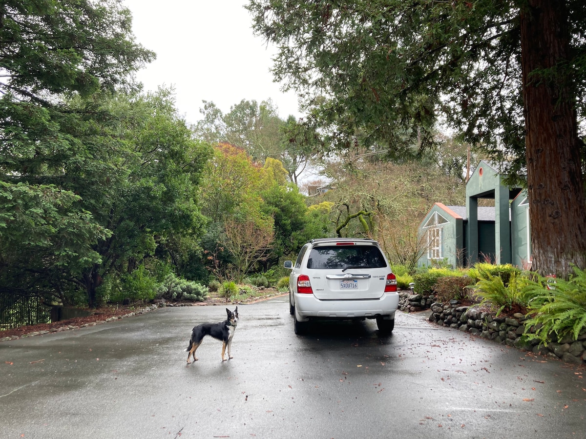 A well-maintained driveway is bordered by lush greenery, featuring various trees and plants. A parked vehicle is positioned prominently, with a dog seen standing nearby, adding a sense of liveliness. The pathway is smooth and appears to lead towards a sheltered area at the end.