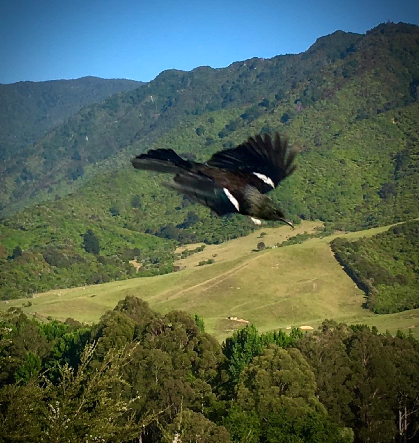 Kanuka Bush Retreat - Peace In The Abel Tasman 5