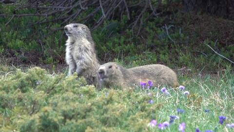 Chalet des 5 marmots