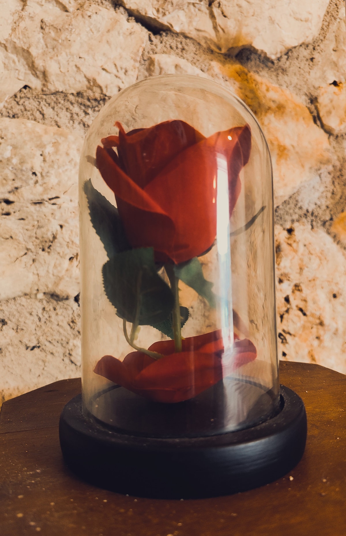 A red rose is displayed under a glass dome, resting on a circular wooden base. The rose is surrounded by green leaves, showcasing a striking contrast against the natural stone wall in the background.