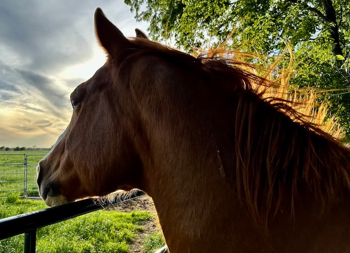 Free Farm Tour-treetop Deck-king Bed-near Silos - Waco, TX