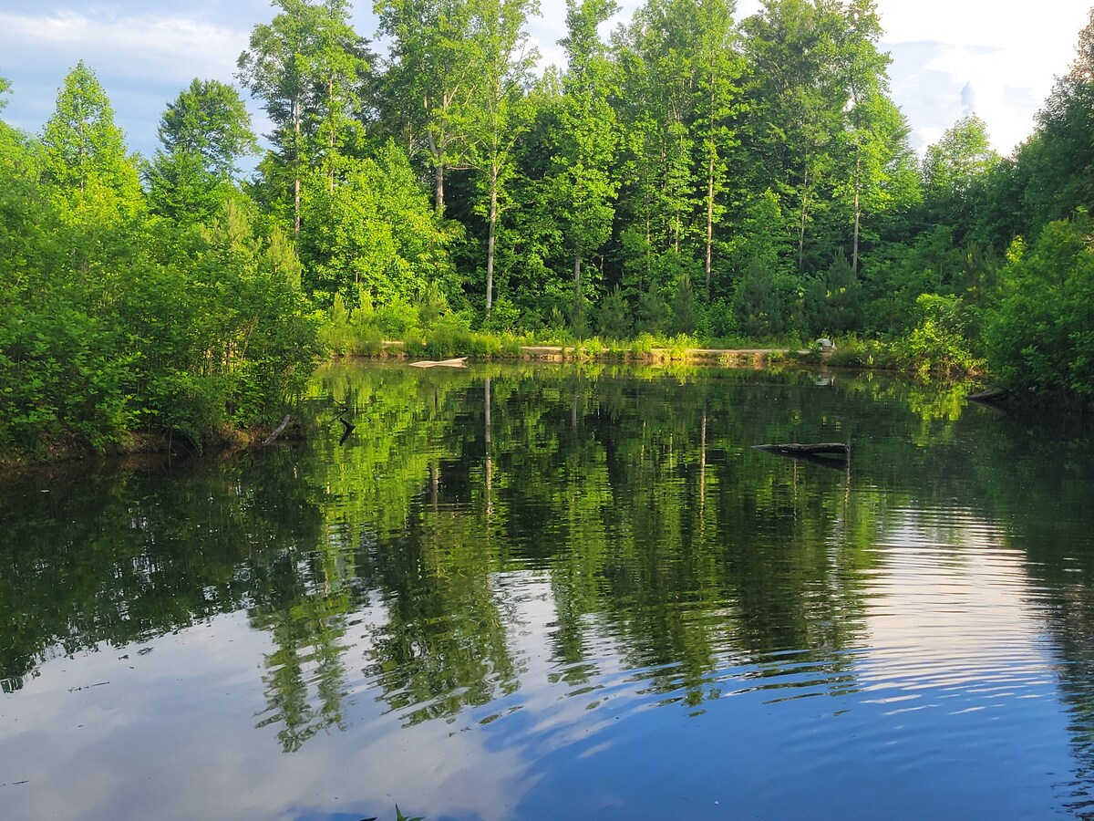 A serene pond reflects lush green trees lining its banks, creating a peaceful natural setting. The still water mirrors the surrounding foliage, enhancing the tranquil atmosphere of the secluded area.