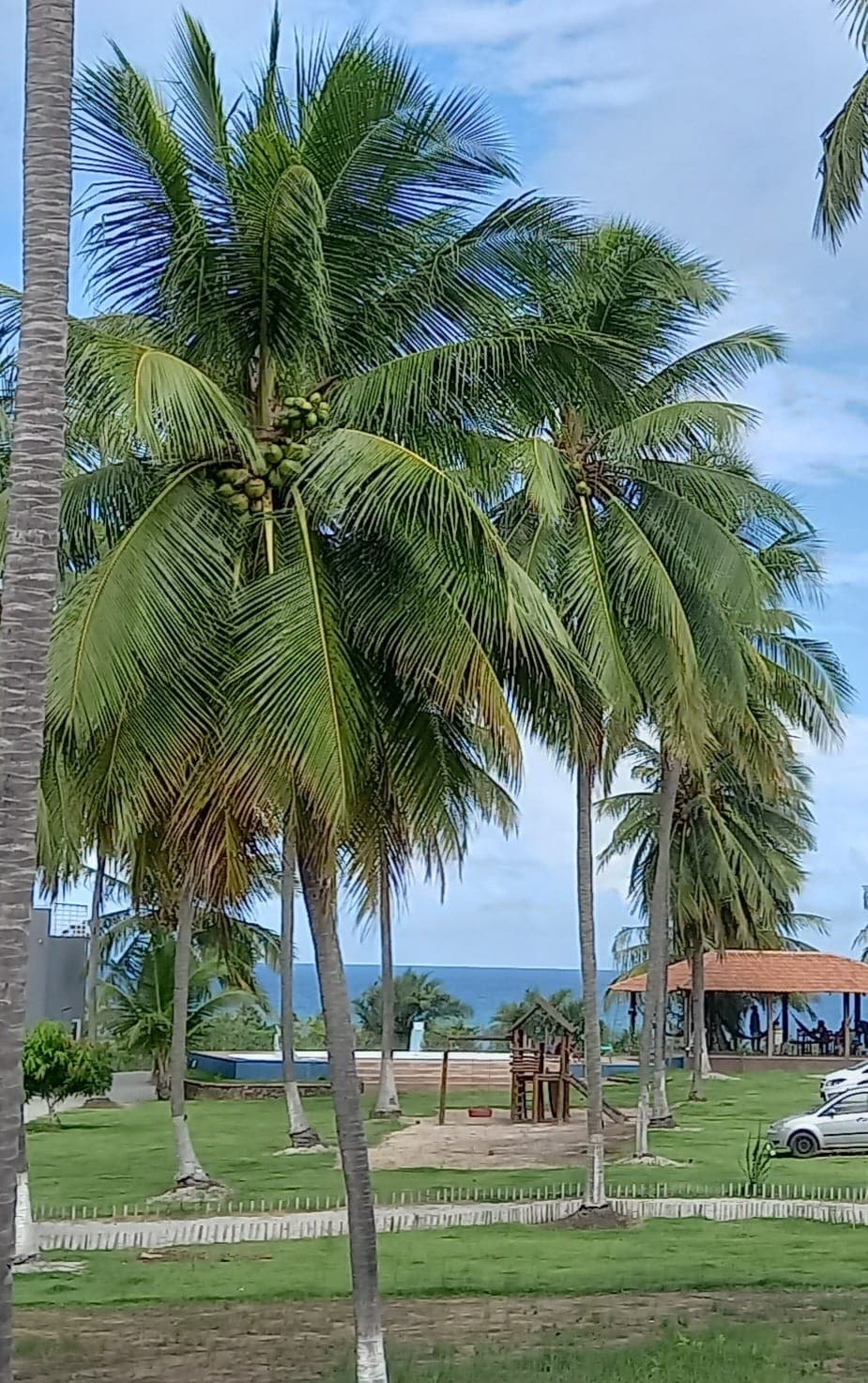 Tall palm trees stand prominently in a lush green area, displaying clusters of coconuts. In the background, hints of the ocean are visible, with a leisure structure and playground further enhancing the tranquil setting.
