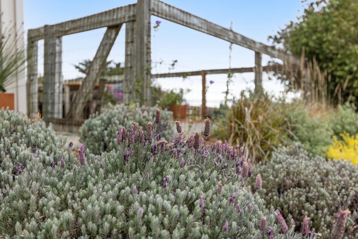 Lavender Hill: Ranch Retreat w/ Hot Tub & Fire Pit - Farm stays for Rent in  Petaluma, California, United States - Airbnb