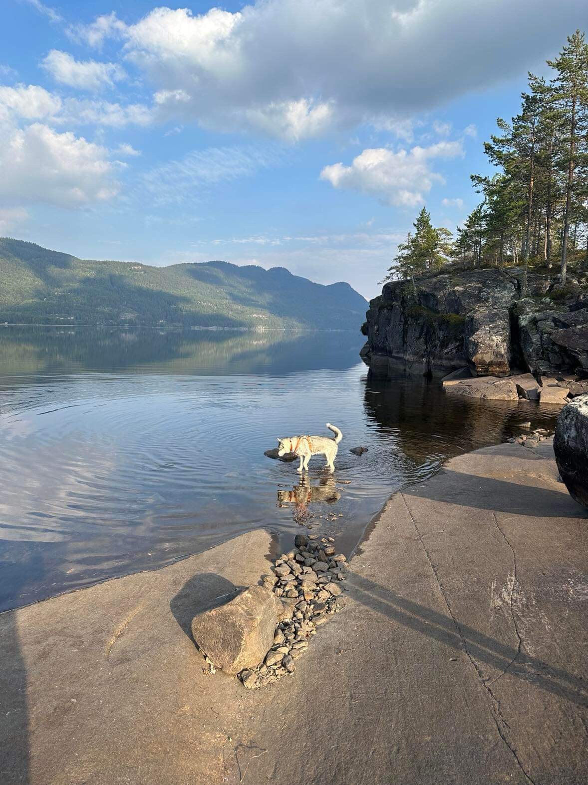 A tranquil lakeside scene features a dog standing in the water, surrounded by smooth rocks and gentle waves. In the background, hills rise under a partly cloudy sky, with greenery lining the shore, creating a serene and peaceful atmosphere.