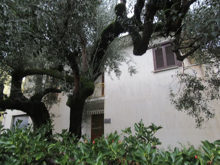 Casa Vacanze "Villa Degli Ulivi" - Ascea