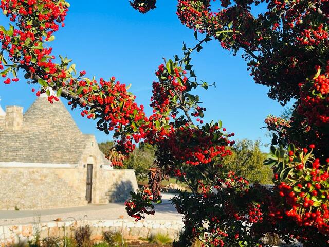 Il Trullo dell’Aia – Ostuni – Valle d’Itria gallery image 3