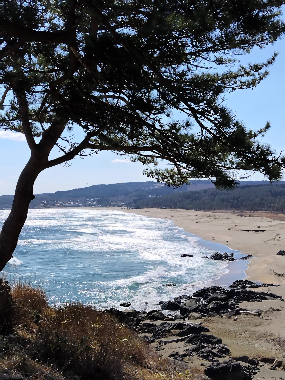 A coastal scene is visible, featuring gentle waves lapping against a sandy beach lined with rocky formations. In the distance, a shoreline is framed by rolling hills, while a tree with green foliage provides shade in the foreground.