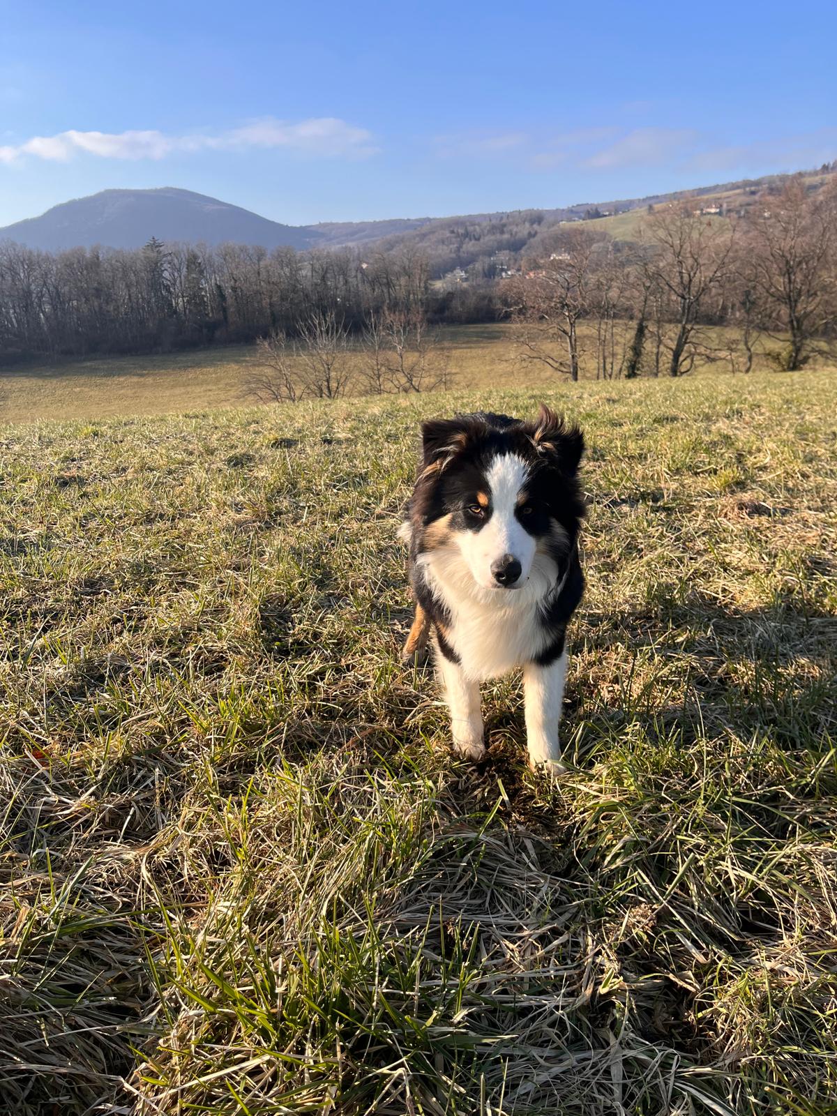 A curious dog stands in a grassy field, surrounded by trees and distant hills. The landscape features a blend of green and brown hues, with a clear blue sky overhead, indicating a peaceful outdoor environment.