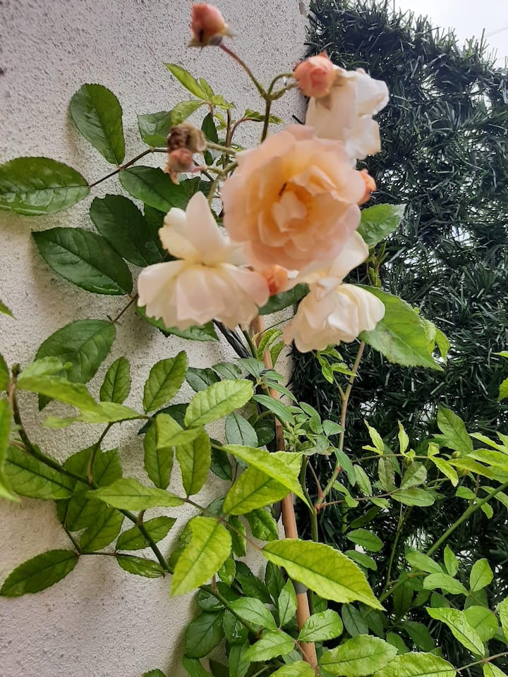 Maison Rose-coco - Nice