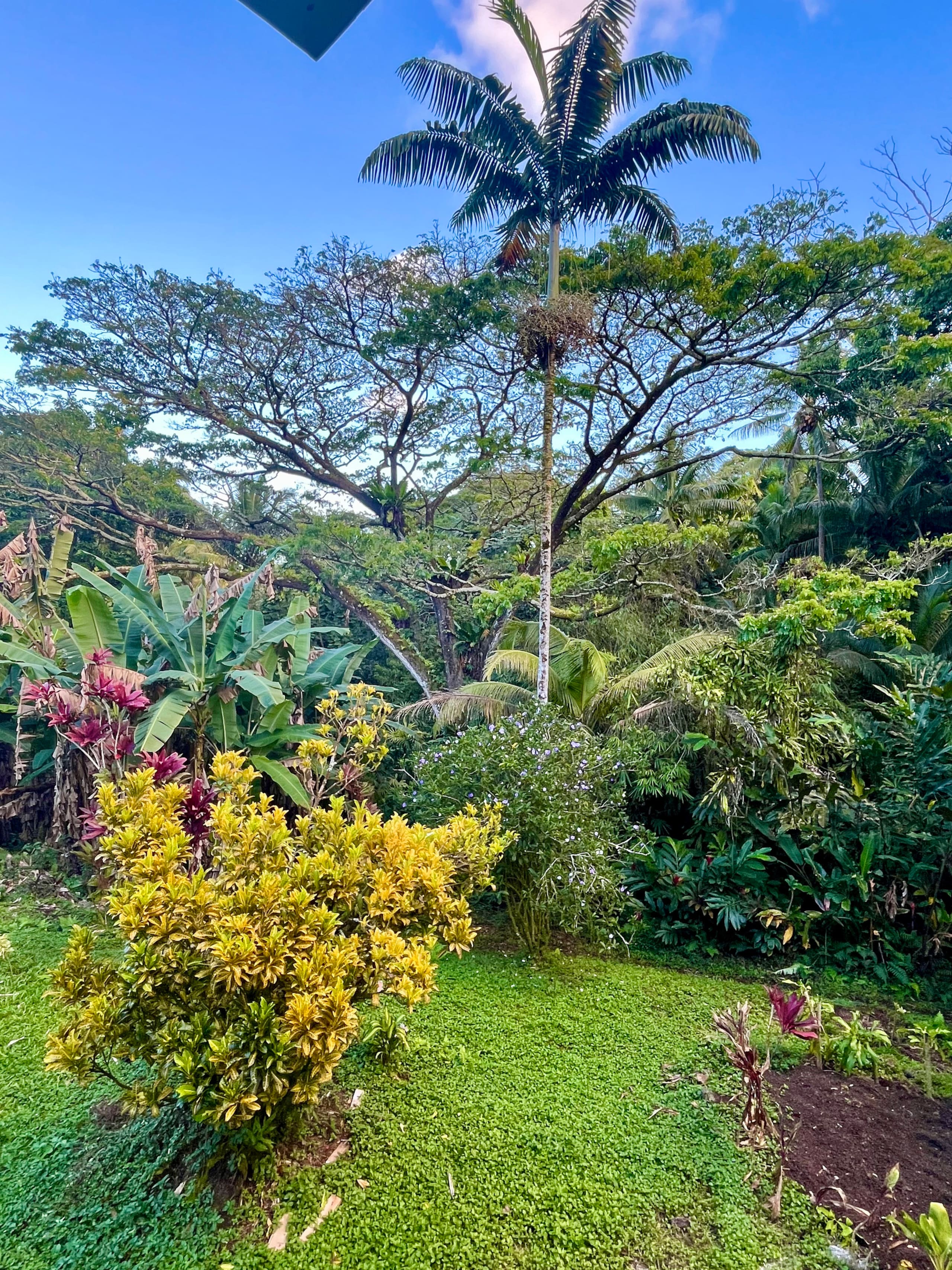 Low Summer Rates! Halemanu Eco-Retreat - Photo 50