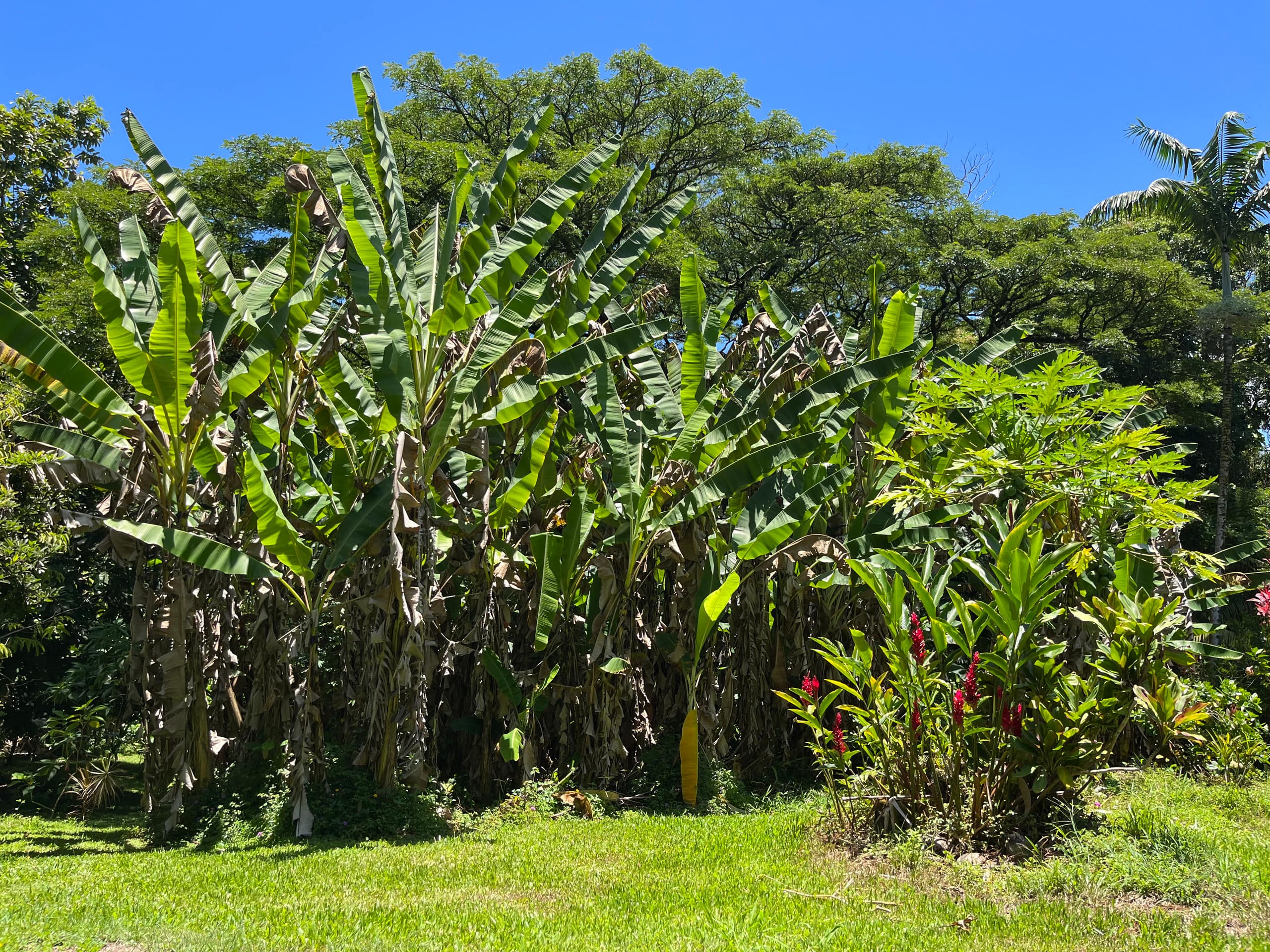Low Summer Rates! Halemanu Eco-Retreat - Photo 55