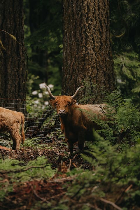 Highland Farms- Cedar Soaking Tub & Highland Cows
