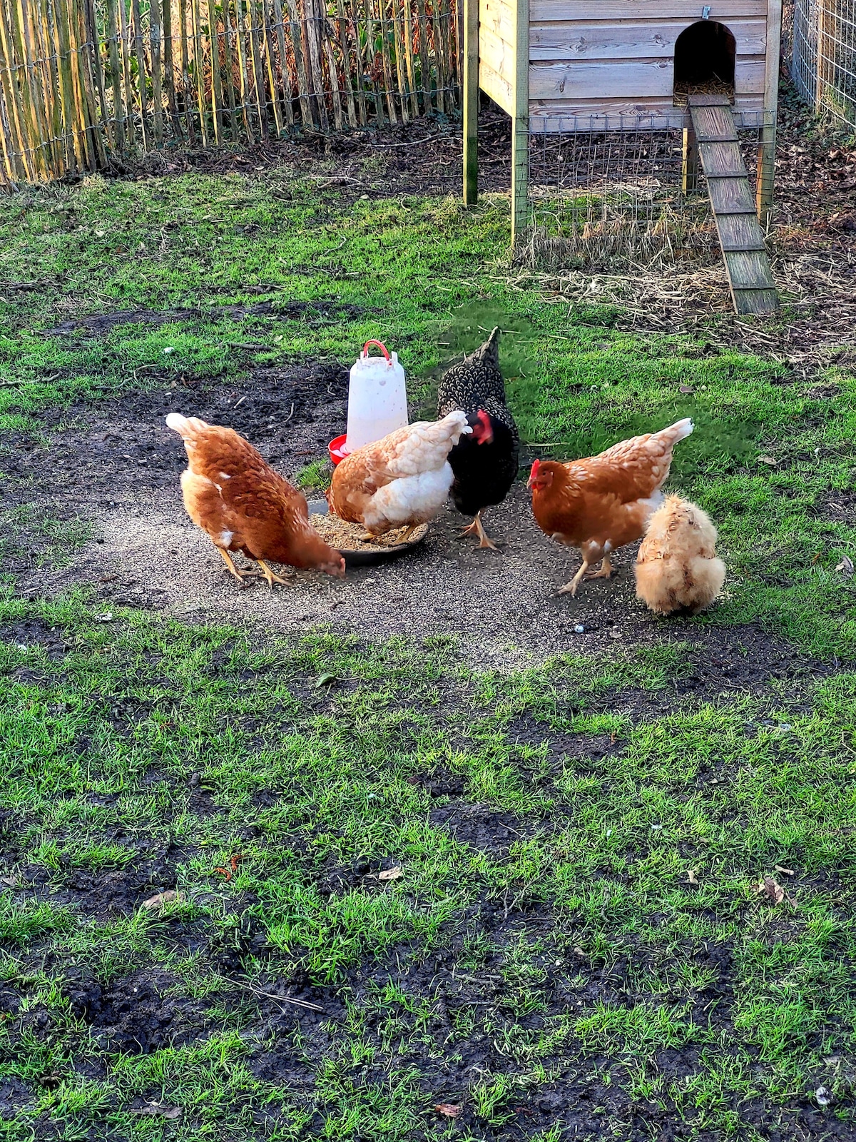 A small group of chickens forages on a patch of earth in a grassy area. The chickens exhibit a mix of colors, including browns and black, while a feeding container is nearby. A chicken coop is visible in the background, complemented by a pathway leading to it.