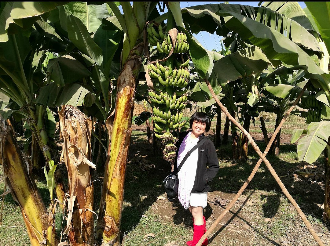 A person stands among tall banana plants, showcasing clusters of green bananas hanging from the branches. The ground is visible with a mixture of soil and grass, creating a natural farm environment.
