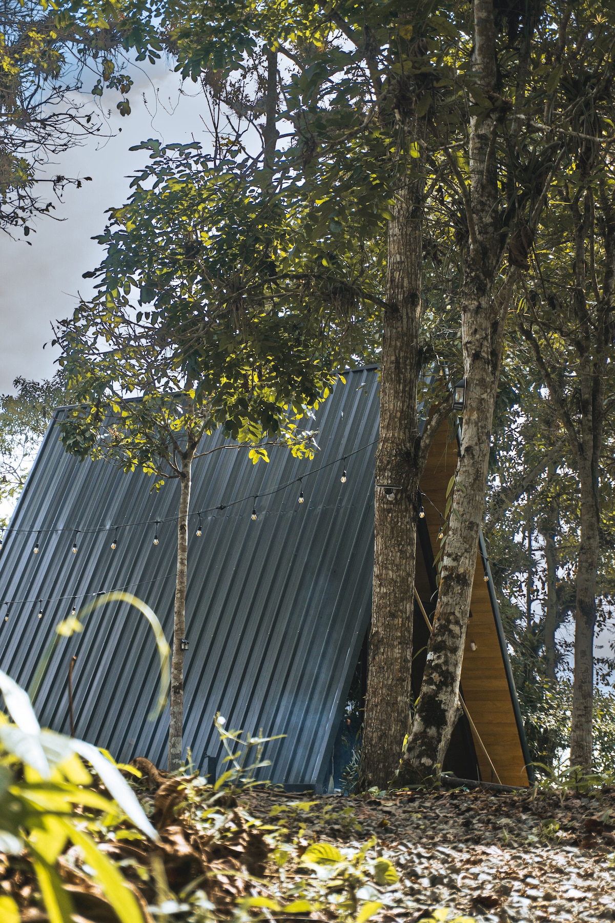 A unique cabin structure, partially hidden among tall trees, features a steep metal roof and wooden accents. Surrounding greenery creates a natural setting, while string lights add a touch of warmth to the exterior ambiance.