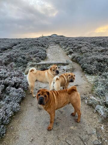 The Dublin Mountain Retreat. gallery image 2