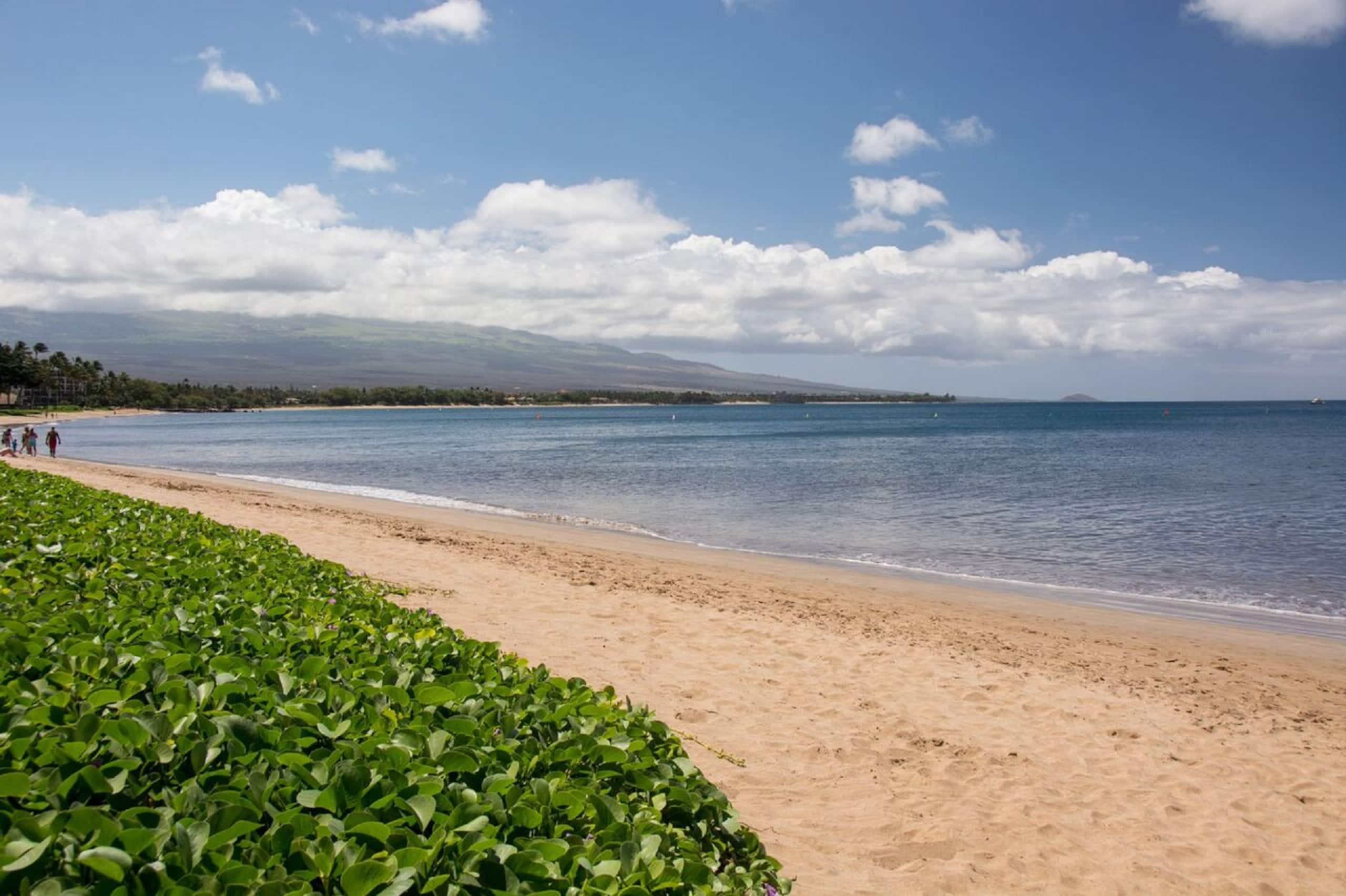 Condo in Kihei · ★4.93 · 1 bedroom · 2 beds · 1 bath - Image 21