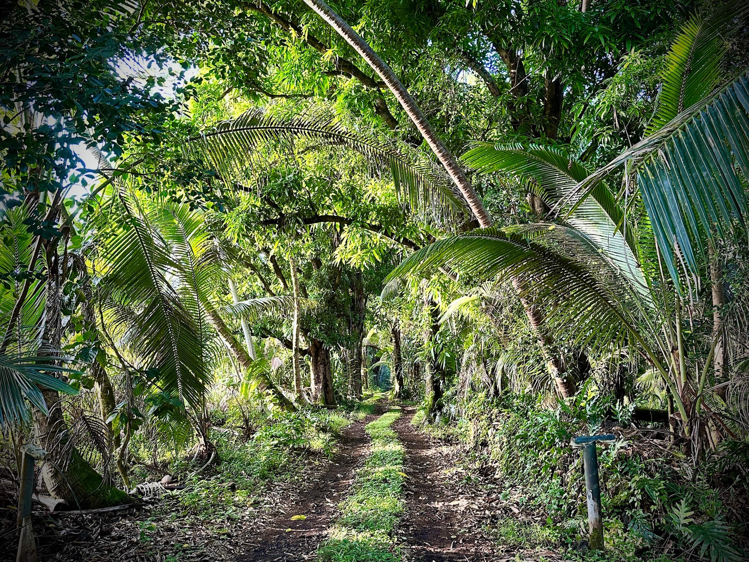 Coastal Jungle Bamboo Cottage ~ 5 - Photo 12