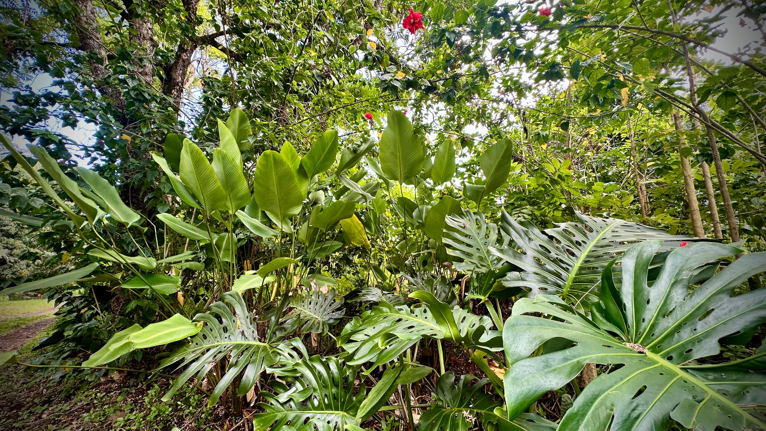 Coastal Jungle Bamboo Cottage ~ 5 - Photo 10