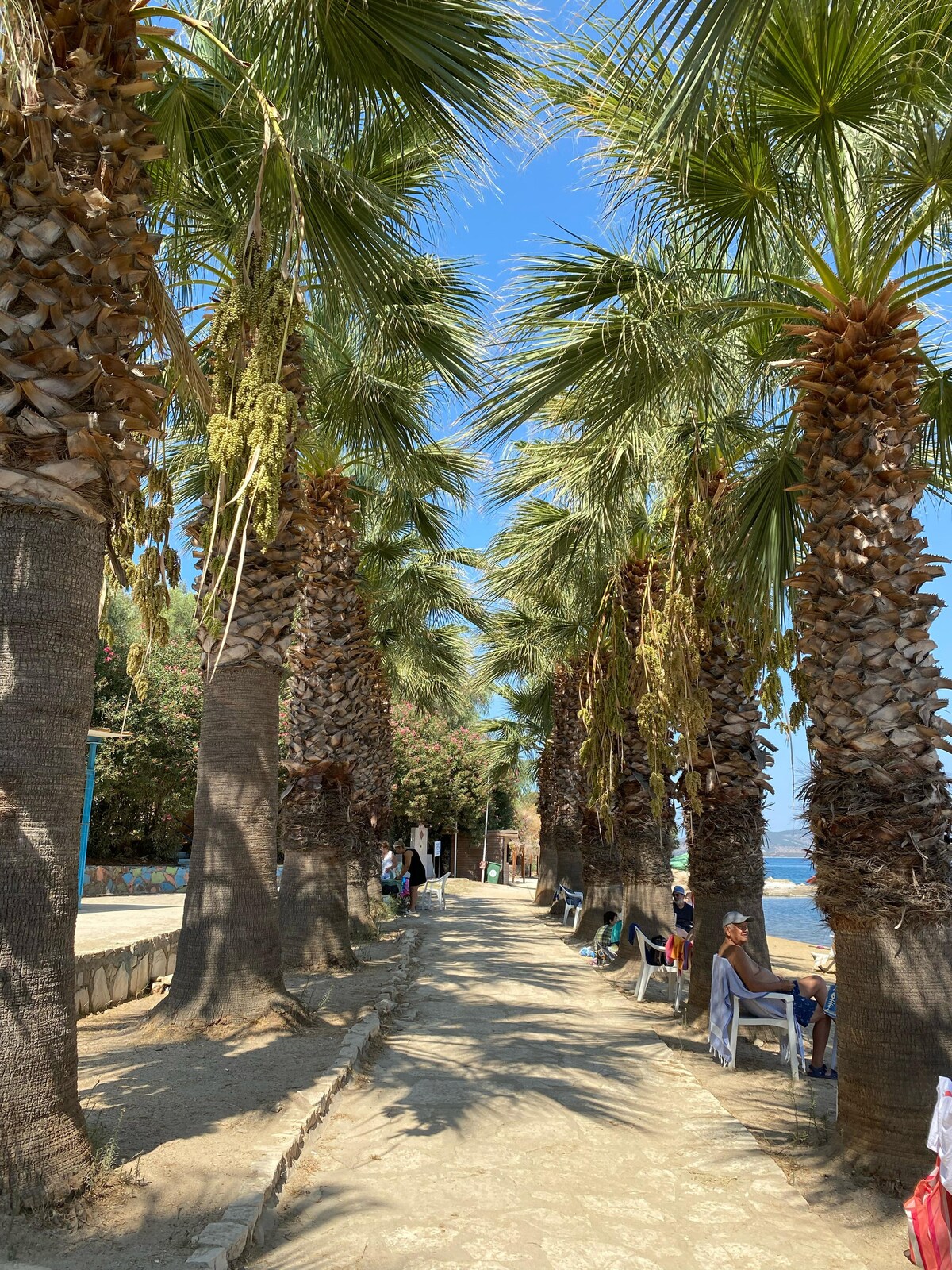 A pathway lined with tall palm trees creates a serene setting near the beach. Sunlight filters through the fronds, casting dappled light on the sandy path. Benches are positioned along the sides, providing spaces for relaxation.