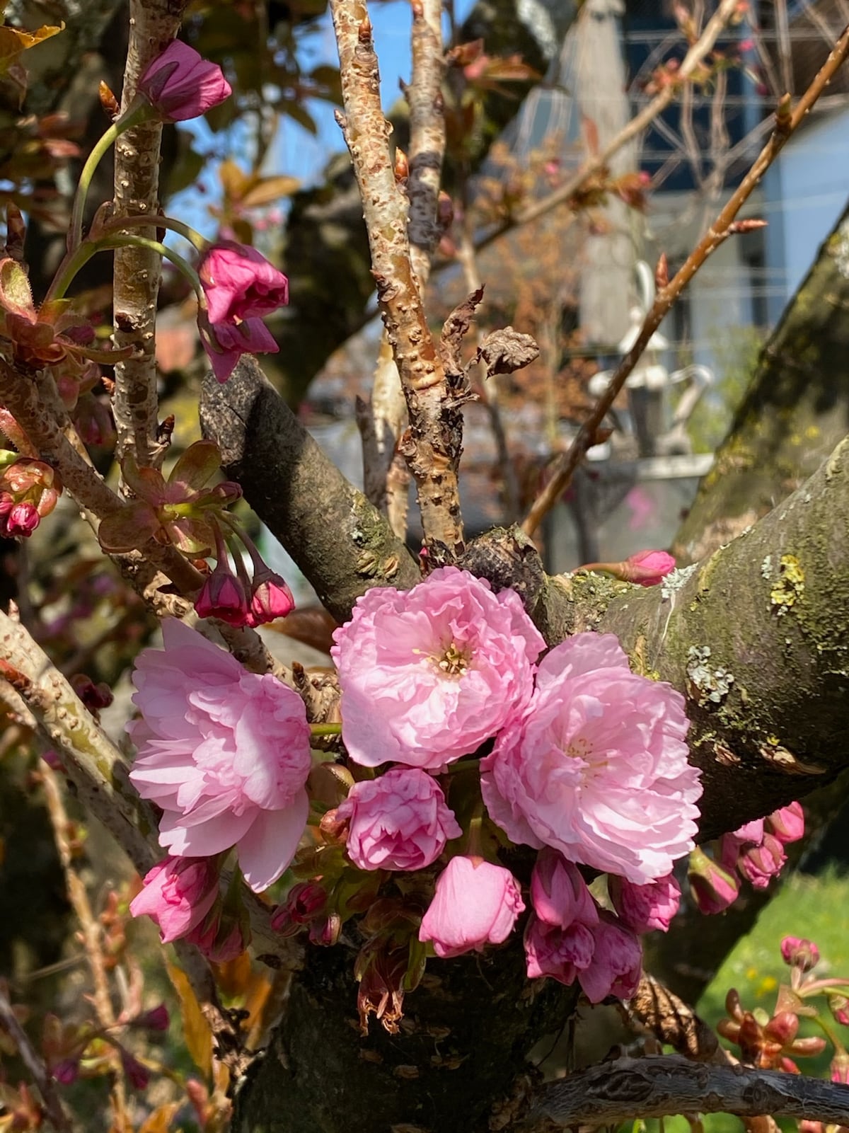 Cherry blossoms feature prominently on a tree branch, showcasing delicate clusters of soft pink flowers. New buds are visible alongside fully blossomed petals, while the textured bark provides a contrasting backdrop. Sunlight illuminates the scene, enhancing the natural beauty of the flowers.