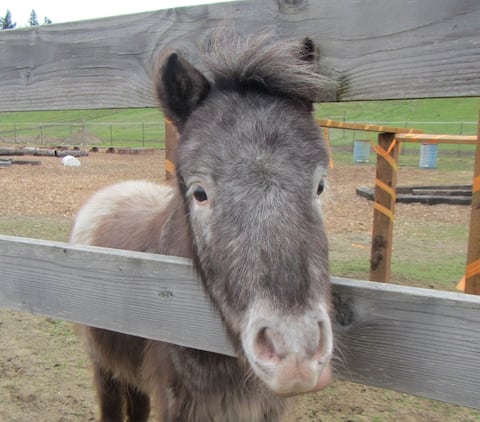 The Cottage at Rusty Bar Ranch