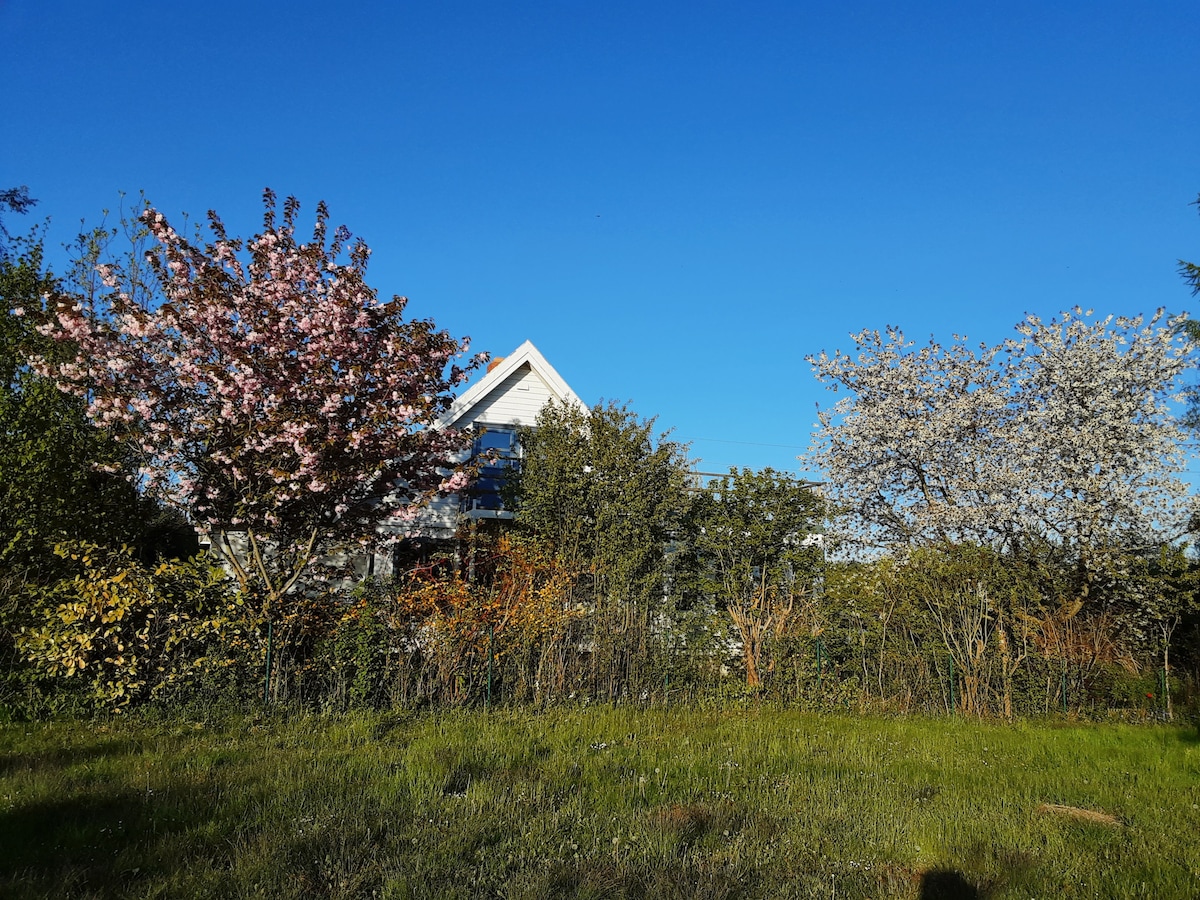A white wooden house is positioned in a lush green yard, framed by blooming cherry and dogwood trees. The clear blue sky enhances the vibrant colors of the foliage, creating a serene environment with gentle vegetation bordering the property.