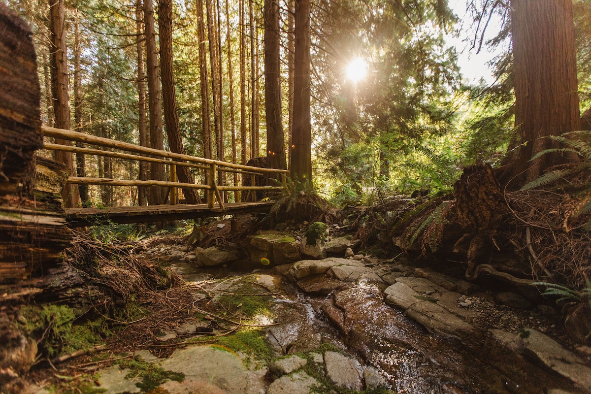 A small wooden bridge spans a gentle creek, surrounded by tall trees and lush vegetation. Sunlight filters through the forest canopy, casting dappled patterns on the rocky ground. The serene setting invites moments of reflection and connection with nature.