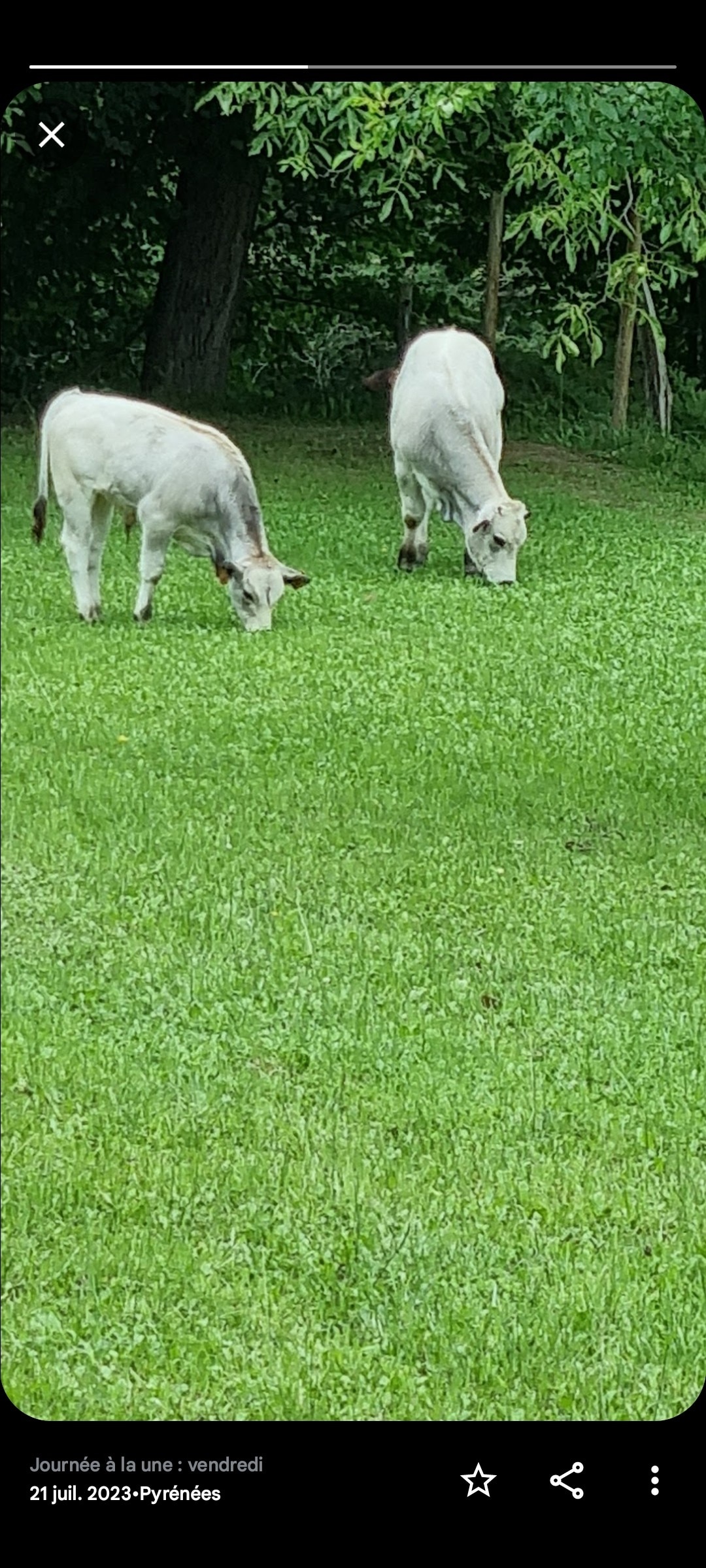 Two white cows are seen grazing on a lush green lawn. The animals are positioned in the foreground, surrounded by trees, creating a serene pastoral setting. Their calm demeanor adds to the tranquil atmosphere of the outdoors.