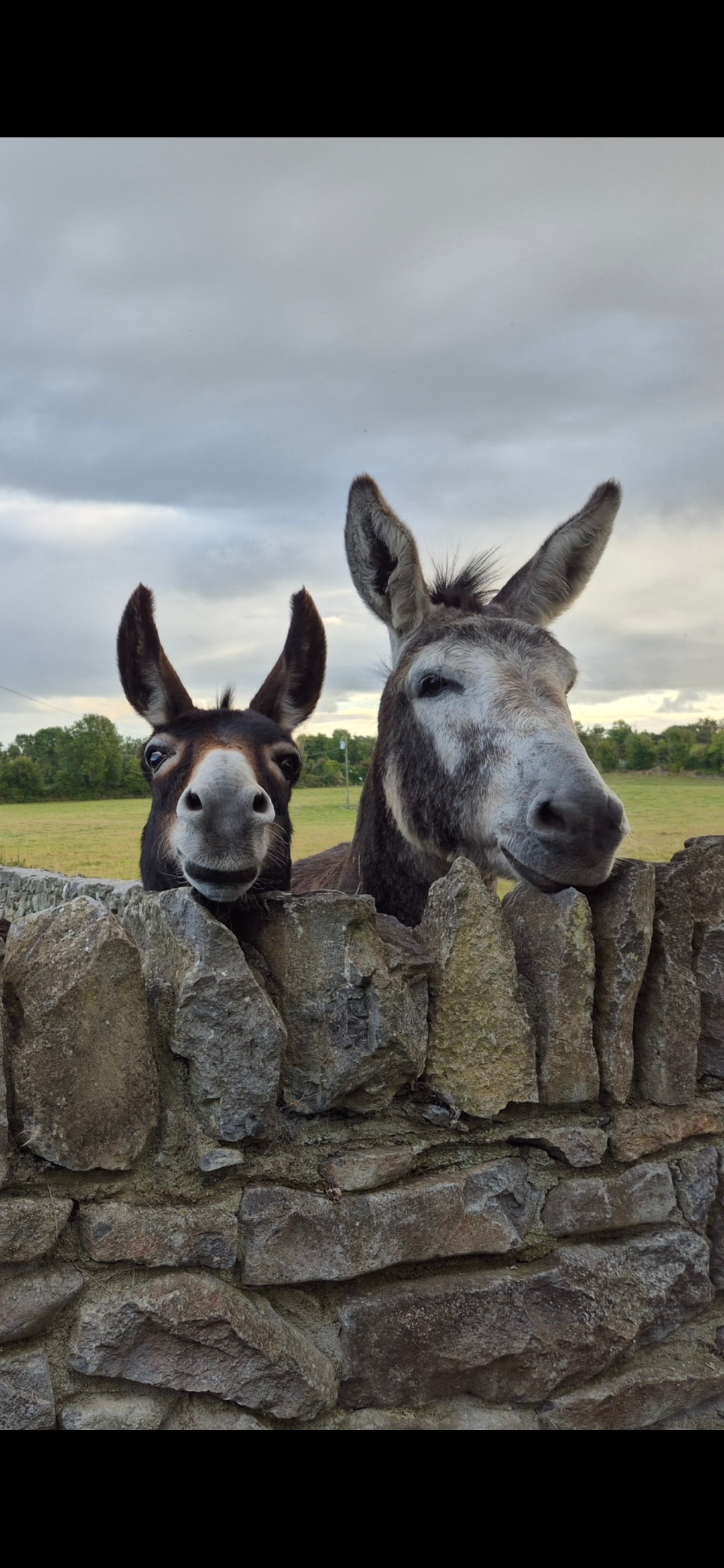 Two friendly donkeys are peering over a stone wall. One donkey has a dark face and ears, while the other has a light grey coat. Green fields are visible in the background under an overcast sky.