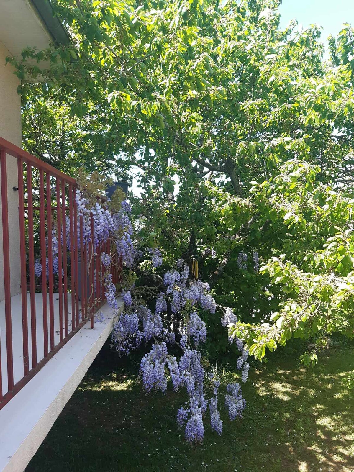 A lush garden area is visible, featuring a blooming wisteria plant with cascading purple flowers. A tree provides shade, while a balcony railing appears in the foreground. The greenery creates a serene outdoor environment.