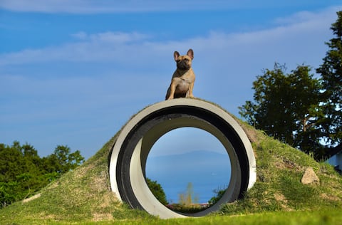 A private inn built for the best time with your dog. Have the best time at the hot springs and priva