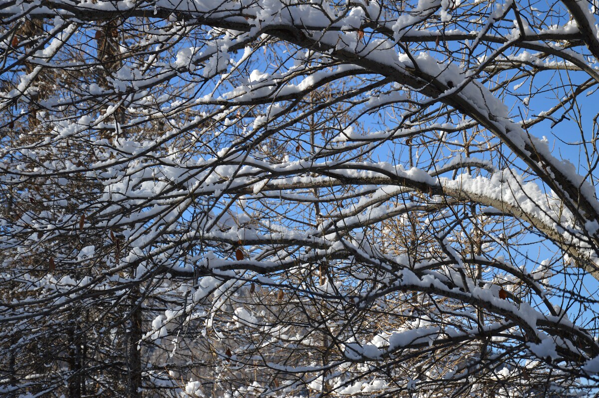 The image presents a winter scene featuring bare branches adorned with a thick layer of snow. The clear blue sky is visible in the background, contrasting with the intricate patterns formed by the snow-laden branches, creating a serene and tranquil atmosphere.