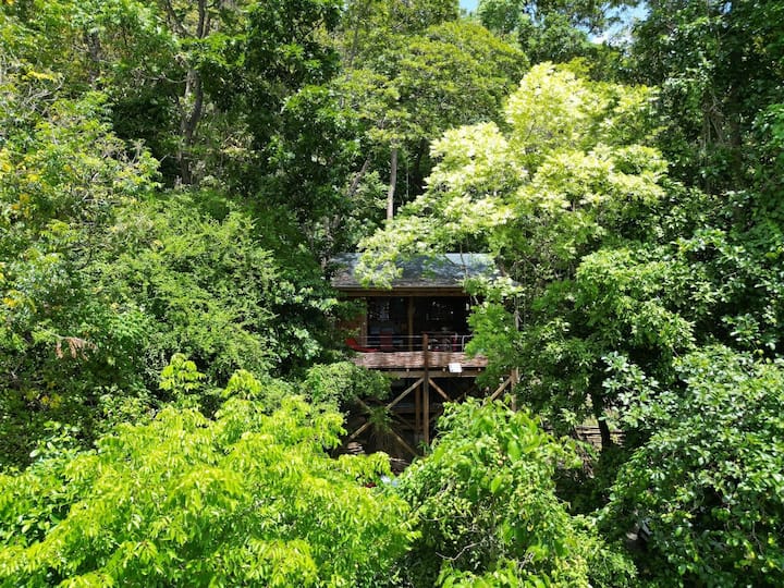 Cabane Perchée Entre Les Arbres - Guadeloupe