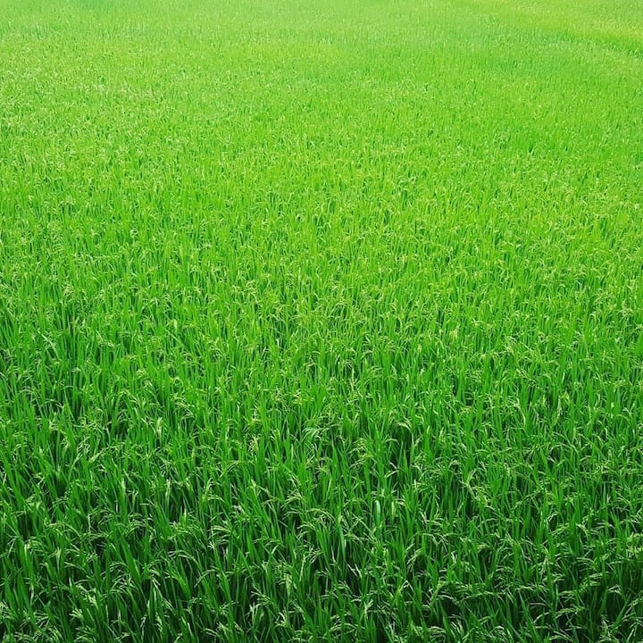 Eco Farmstay Dong Du - Thái Hòa
